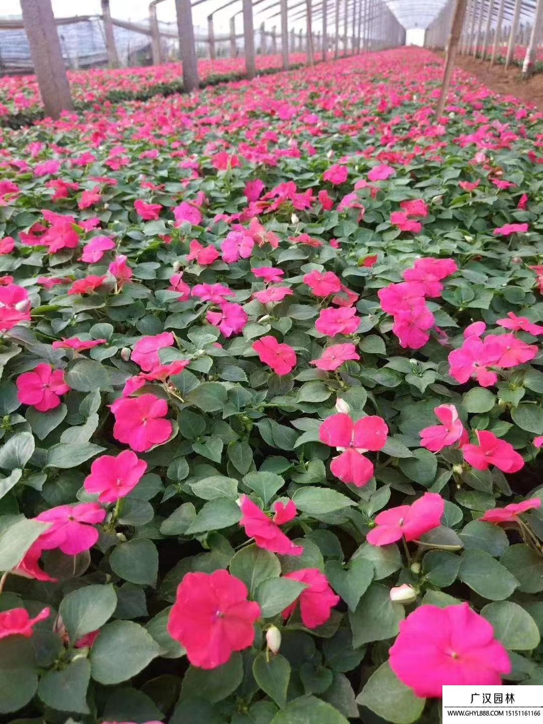 鳳仙花