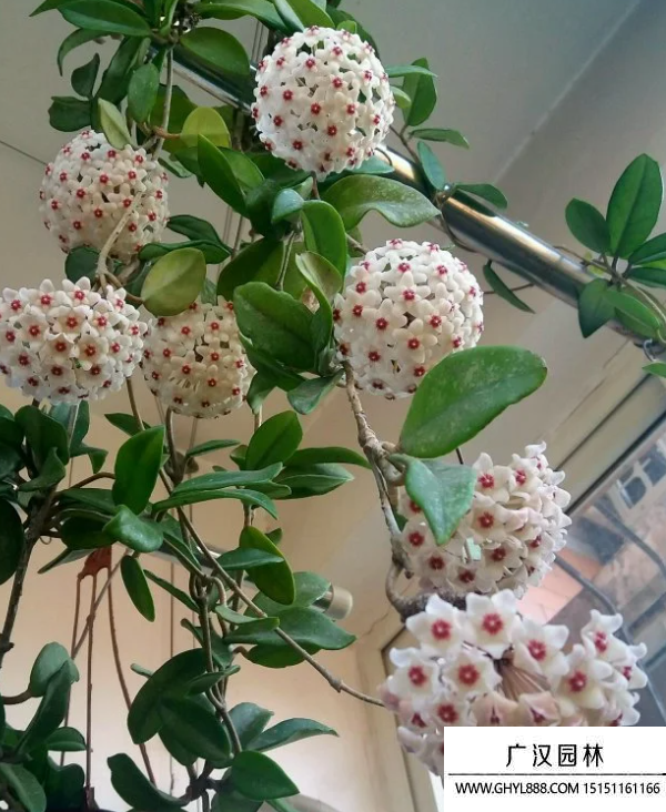 球蘭