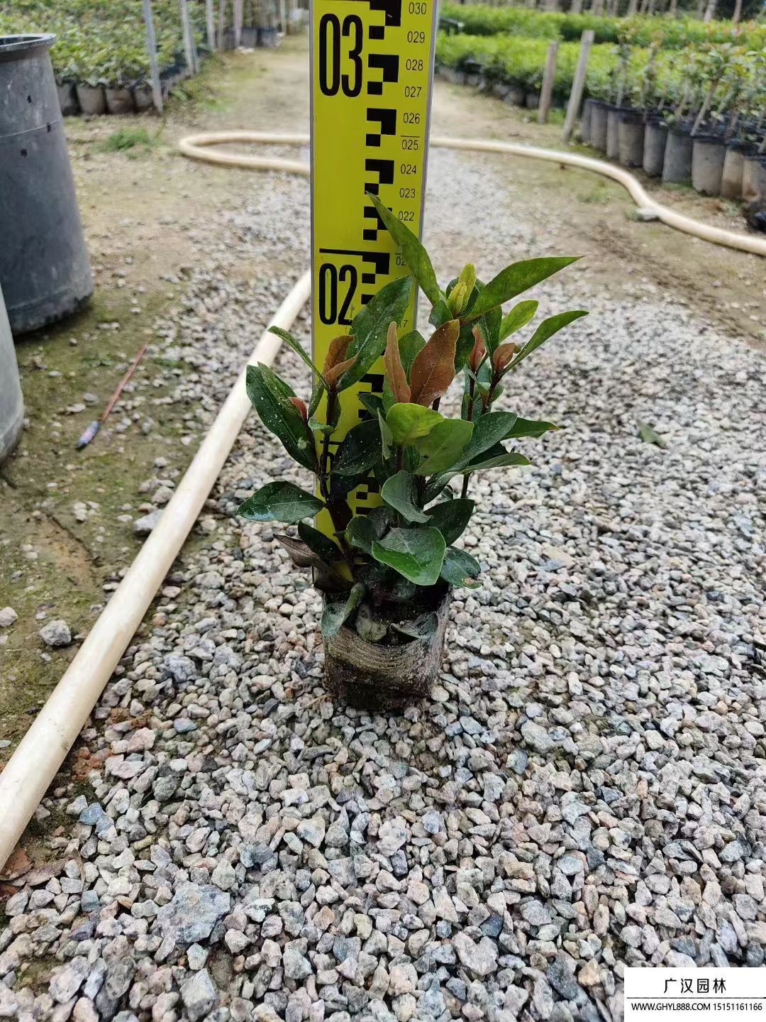 龍船花