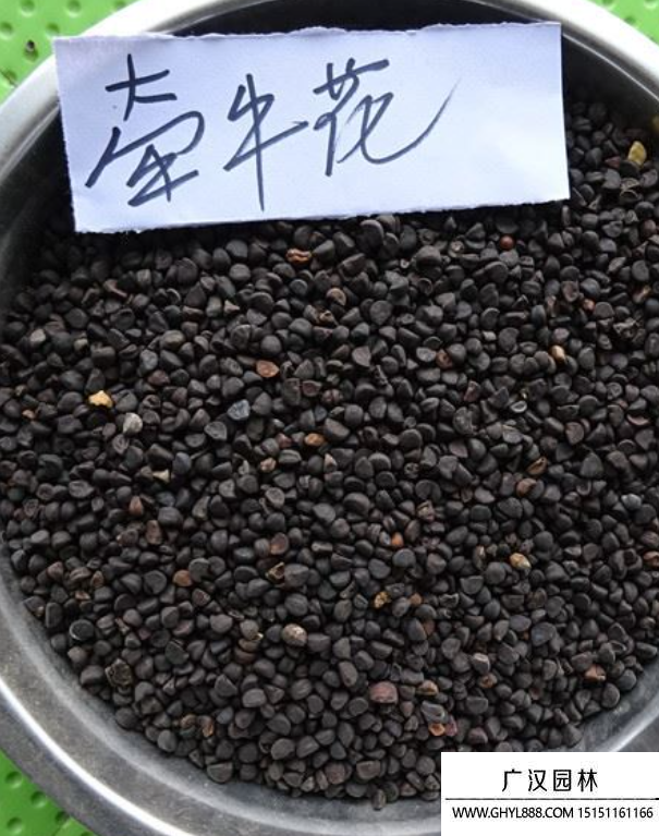 牽?；ǚN子
