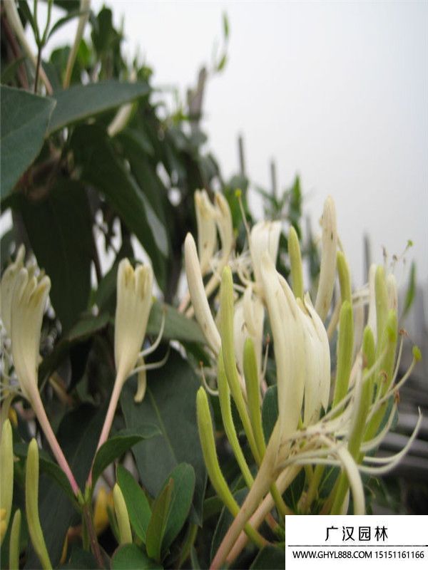 金銀花