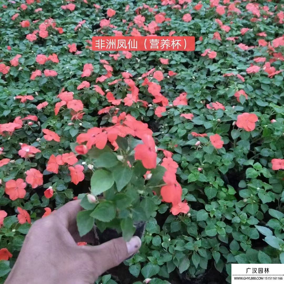 鳳仙花