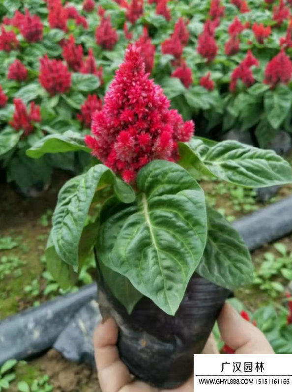 雞冠花