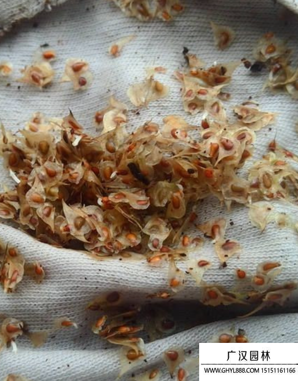 花毛茛種子