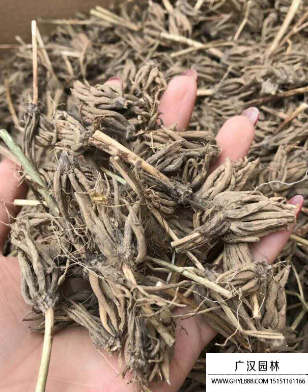花毛茛種子