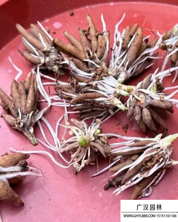 花毛茛種子
