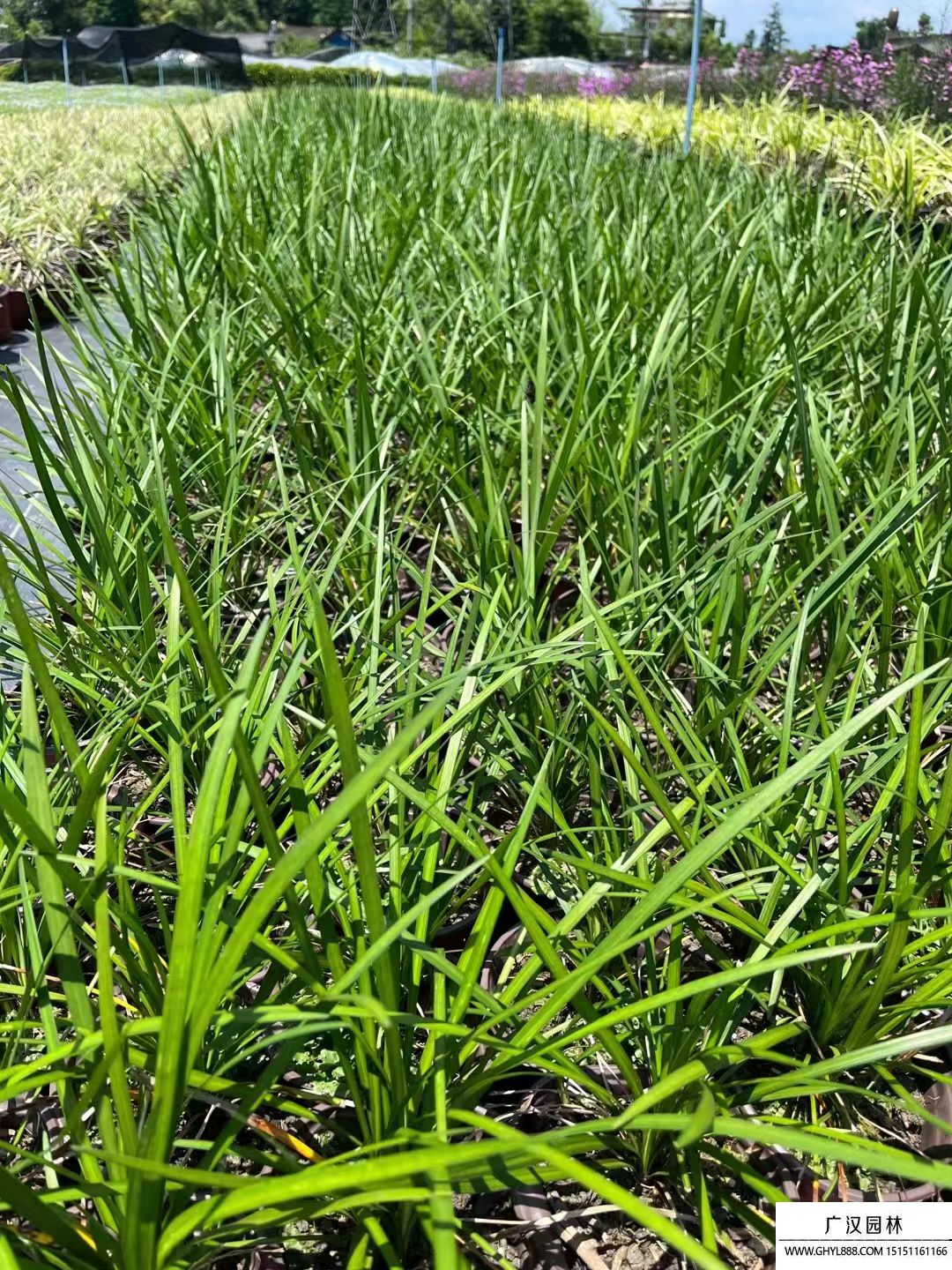 蘭草花