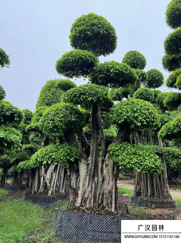 榕樹