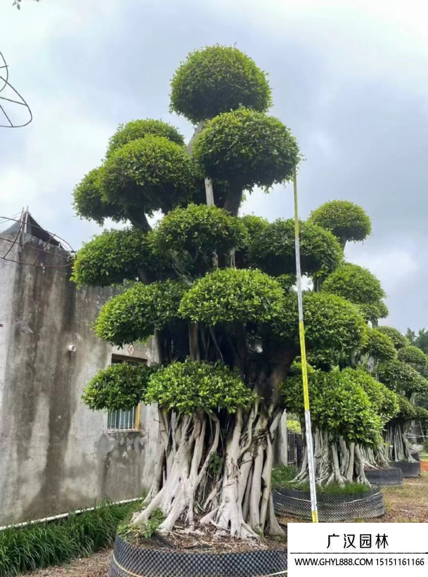 榕樹