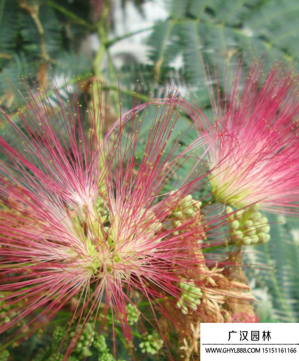芙蓉樹