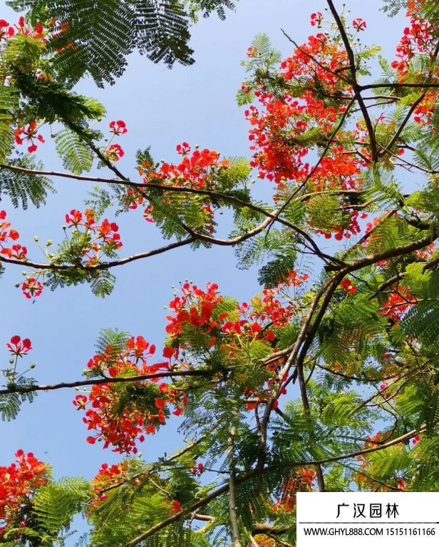 紅花楹