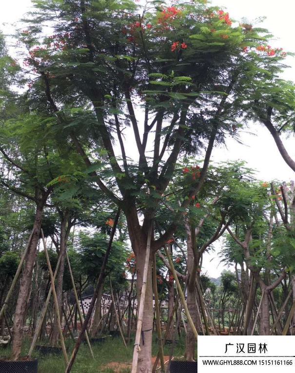 紅花楹