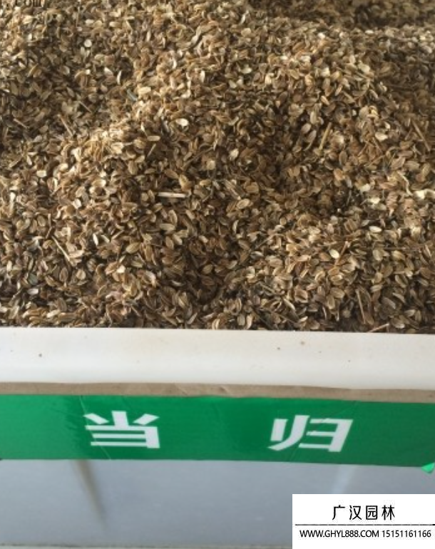 當歸種子