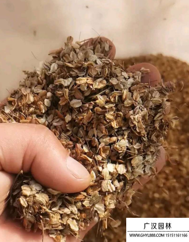 當歸種子