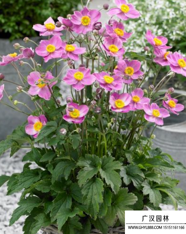銀蓮花