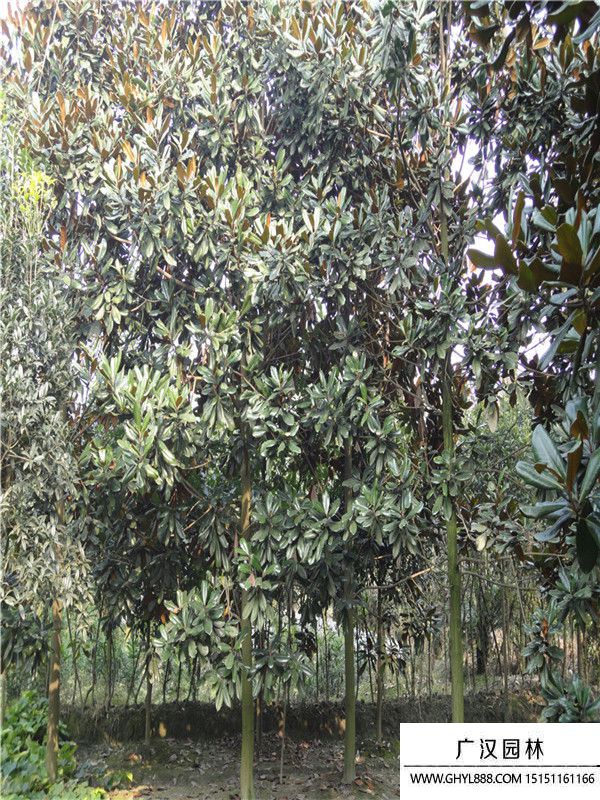 廣玉蘭.5.jpg