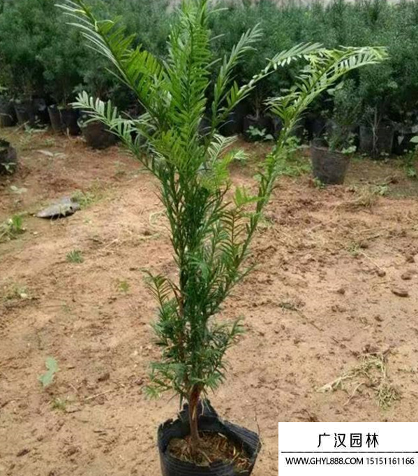 曼地亞紅豆杉種苗