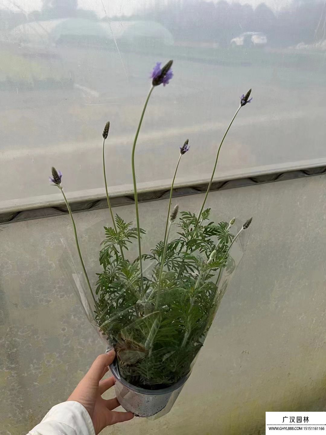 普羅旺斯薰衣草
