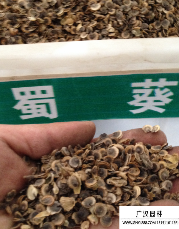矮生蜀葵種子