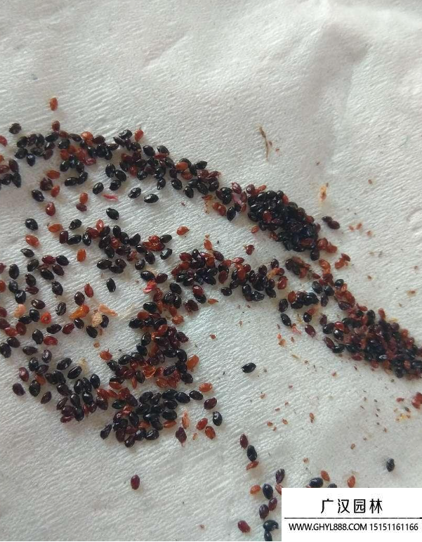 露薇花種子