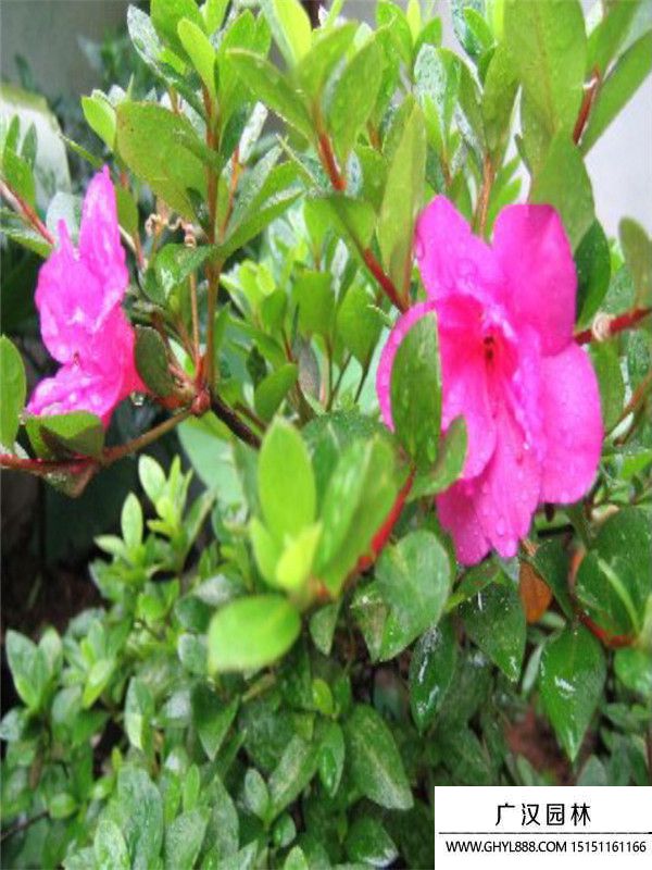 夏鵑 (10).jpg