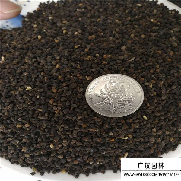 飛燕草種子