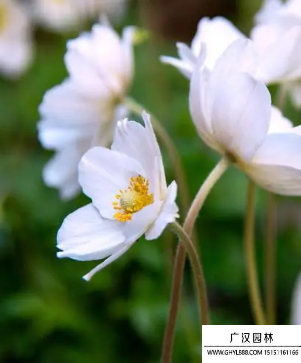 銀蓮花