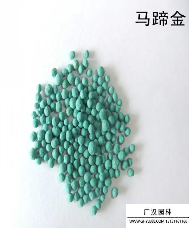 馬蹄金種子