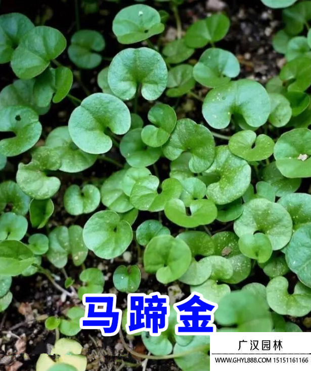 馬蹄金
