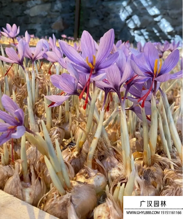 藏紅花