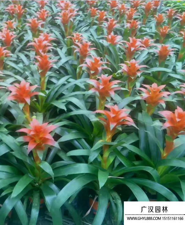鳳梨花
