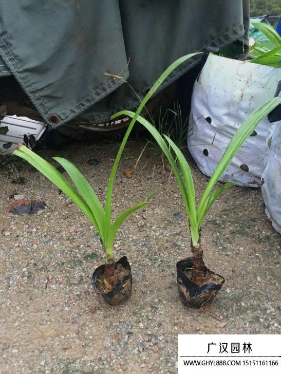 朱頂紅