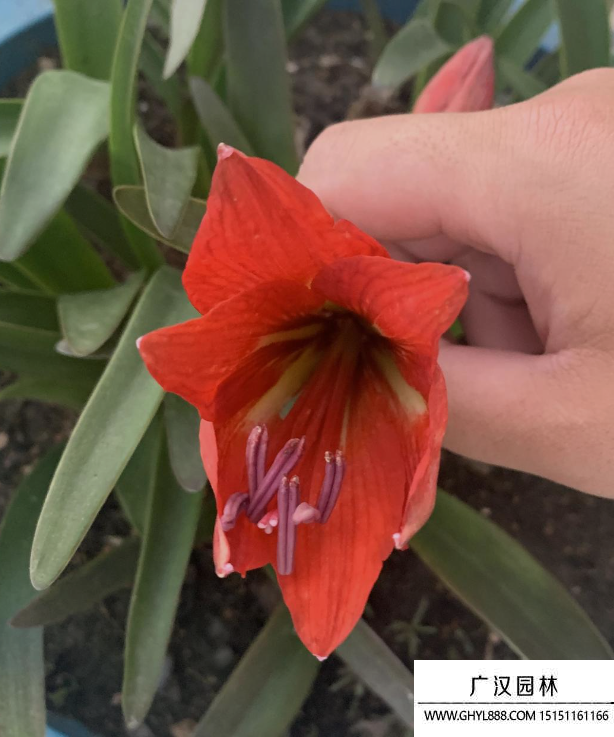 朱頂紅