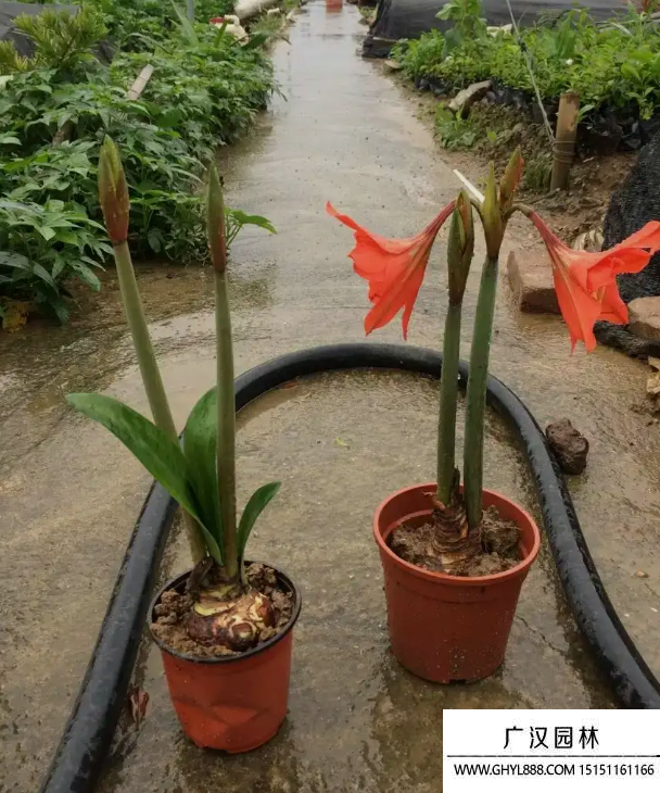 朱頂紅