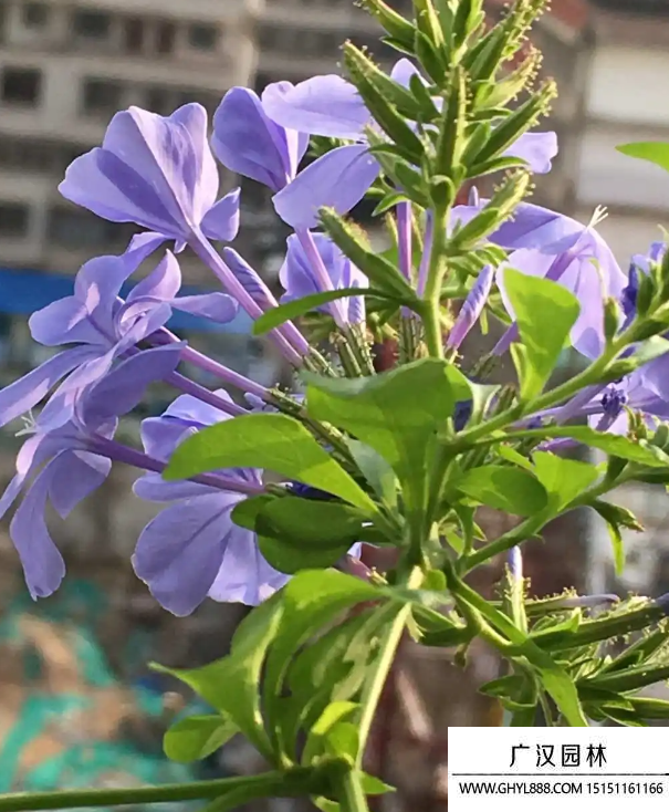藍花丹