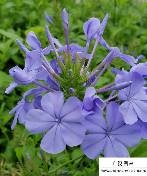 藍花丹