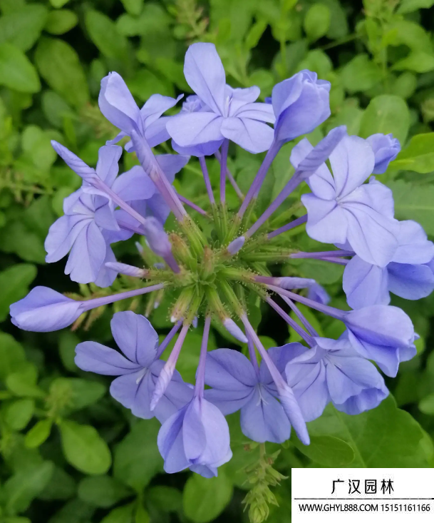 藍花丹