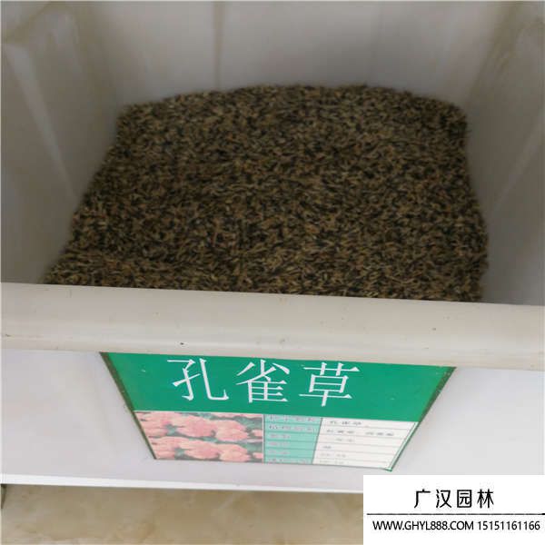 孔雀草種子