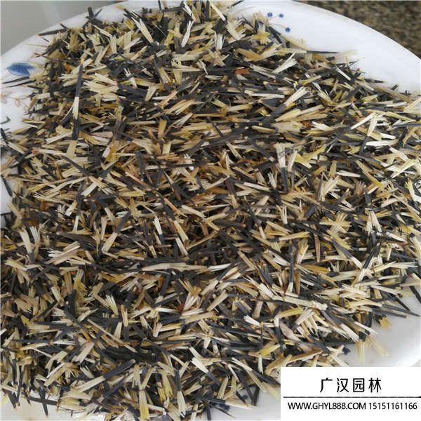孔雀草種子