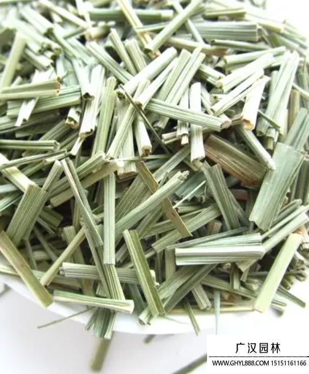 檸檬草