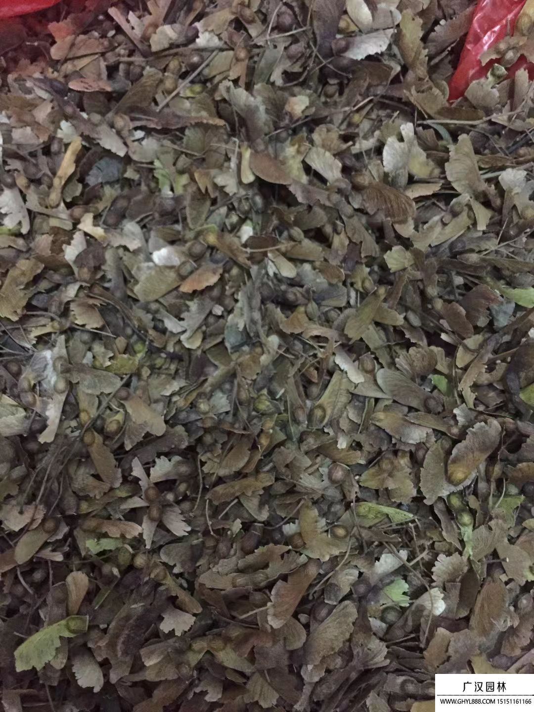 雞爪槭種子