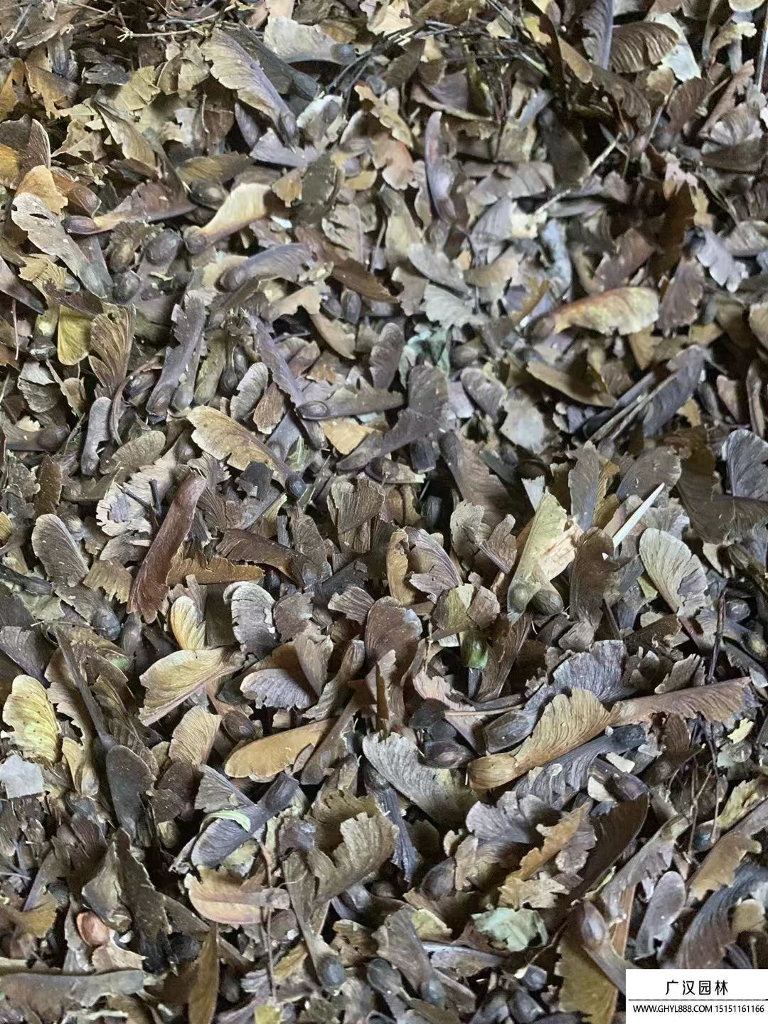 雞爪槭種子