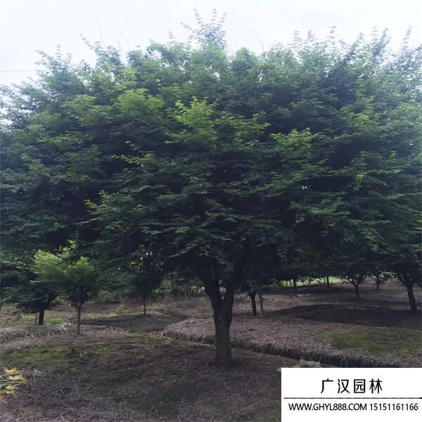 雞爪槭