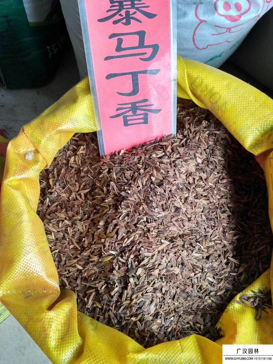 暴馬丁香