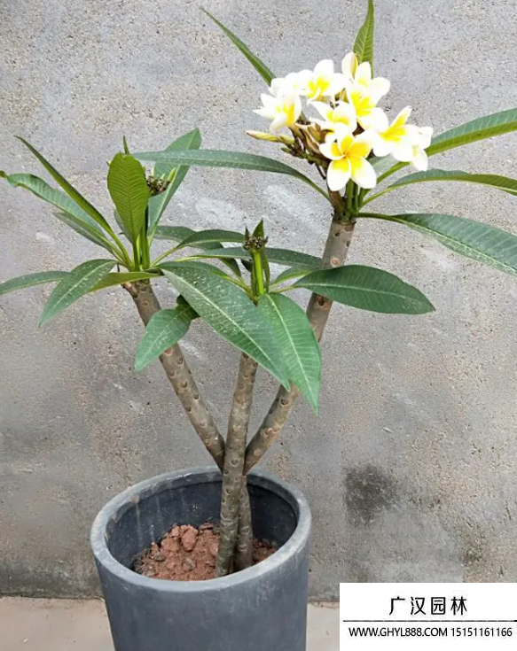 雞蛋花