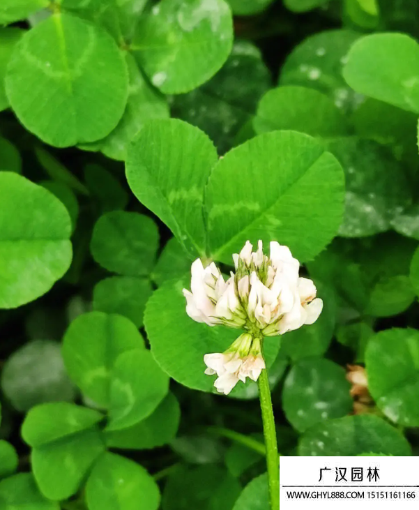 三葉草