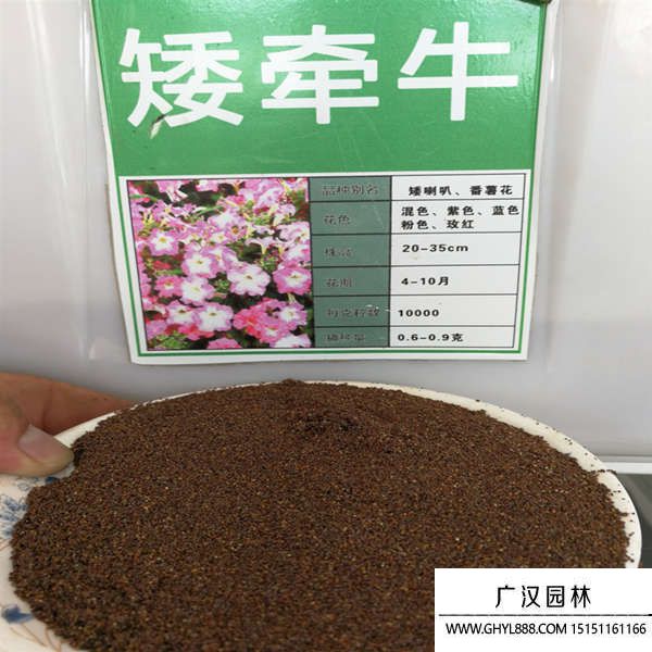矮牽牛