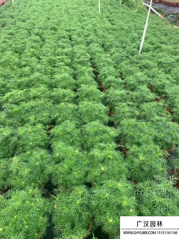 波斯菊