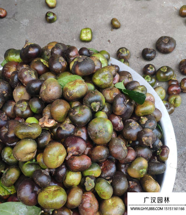 金茶花種子