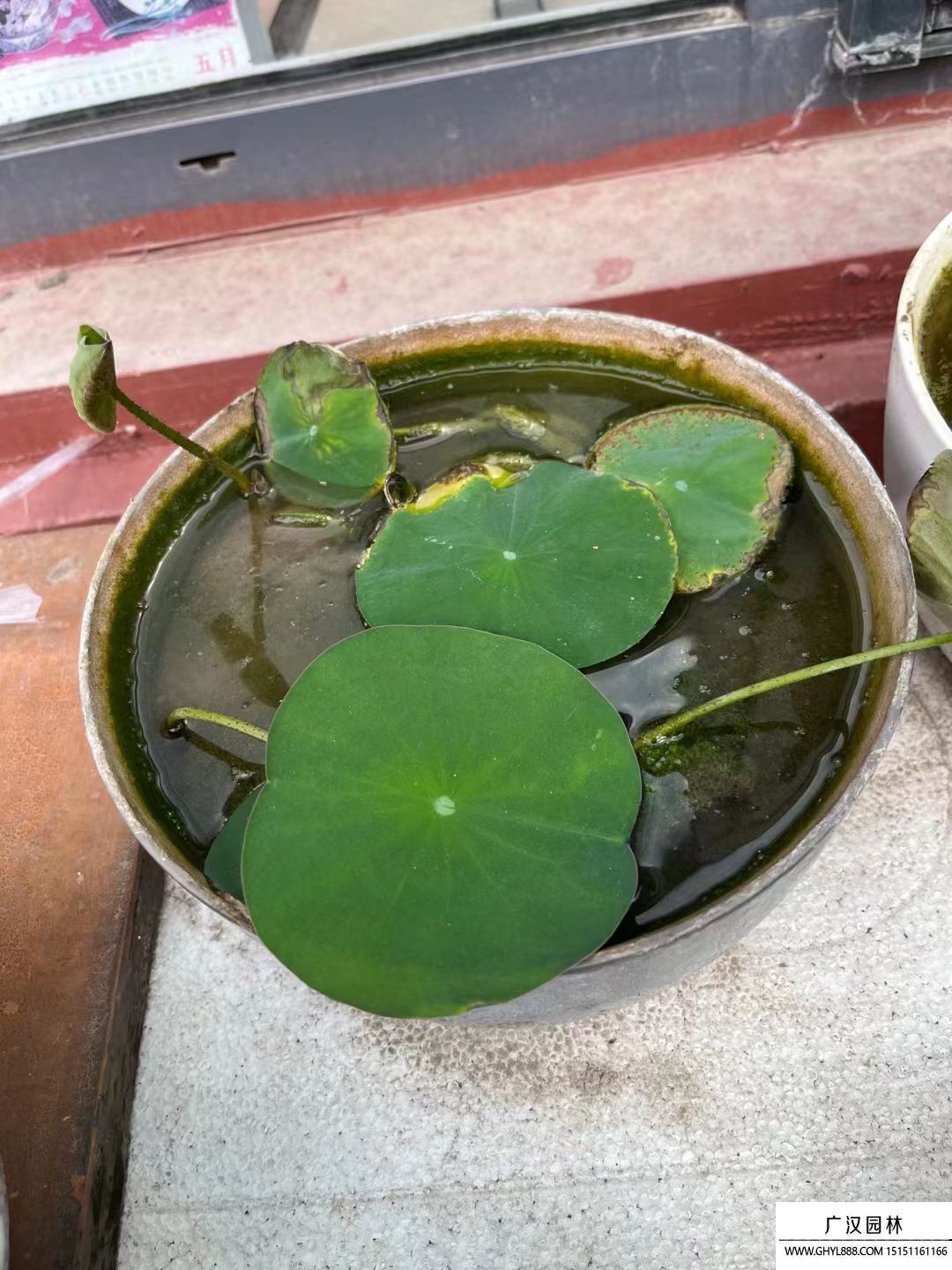 碗蓮